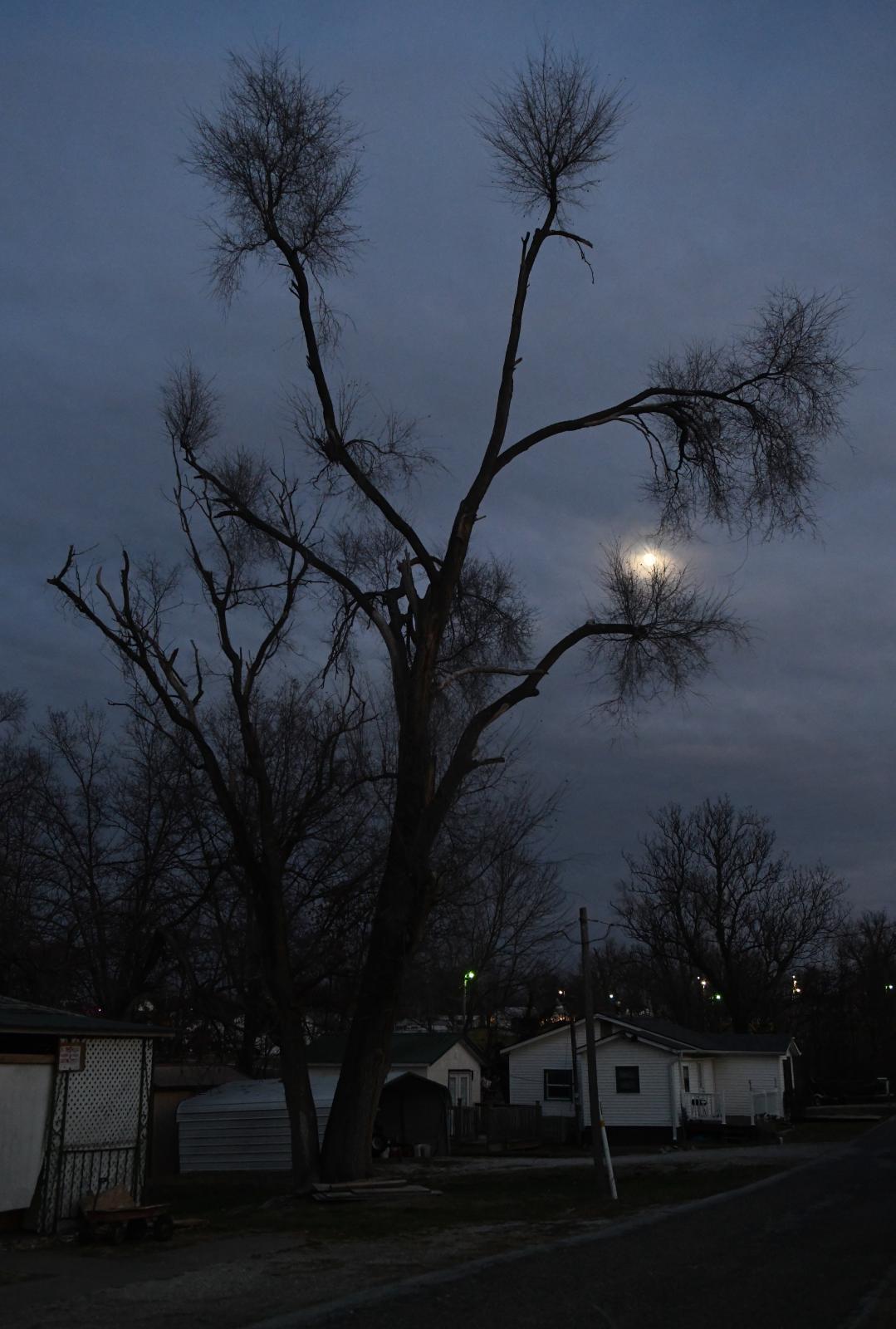 community  - A tree sways under the moon behind Hickman IGA on Sunday,...