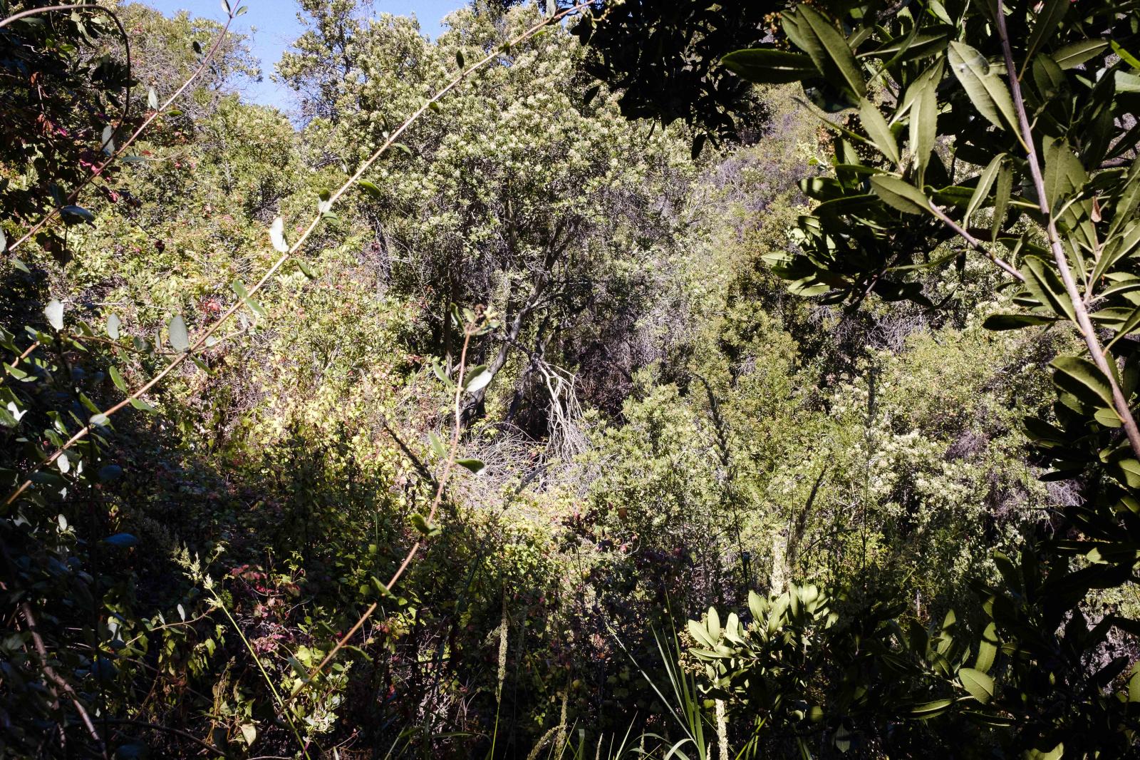 Eucalyptus trees and brush chok... of Topanga Stream. Topanga USA