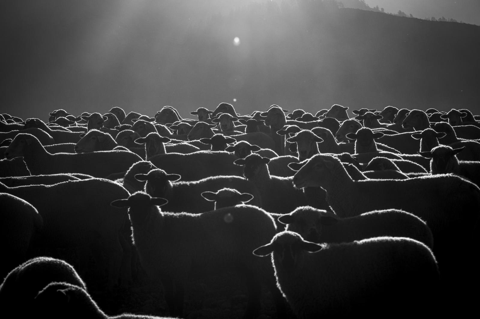 At first light the Peruvian she...the sheep in to a large corral.