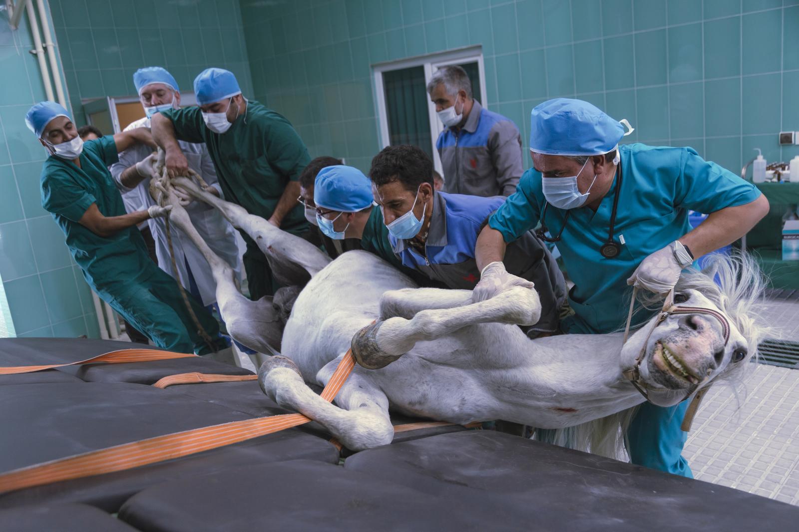 Dr. Hasanpour, the veterinaria...been able to perform surgery . 