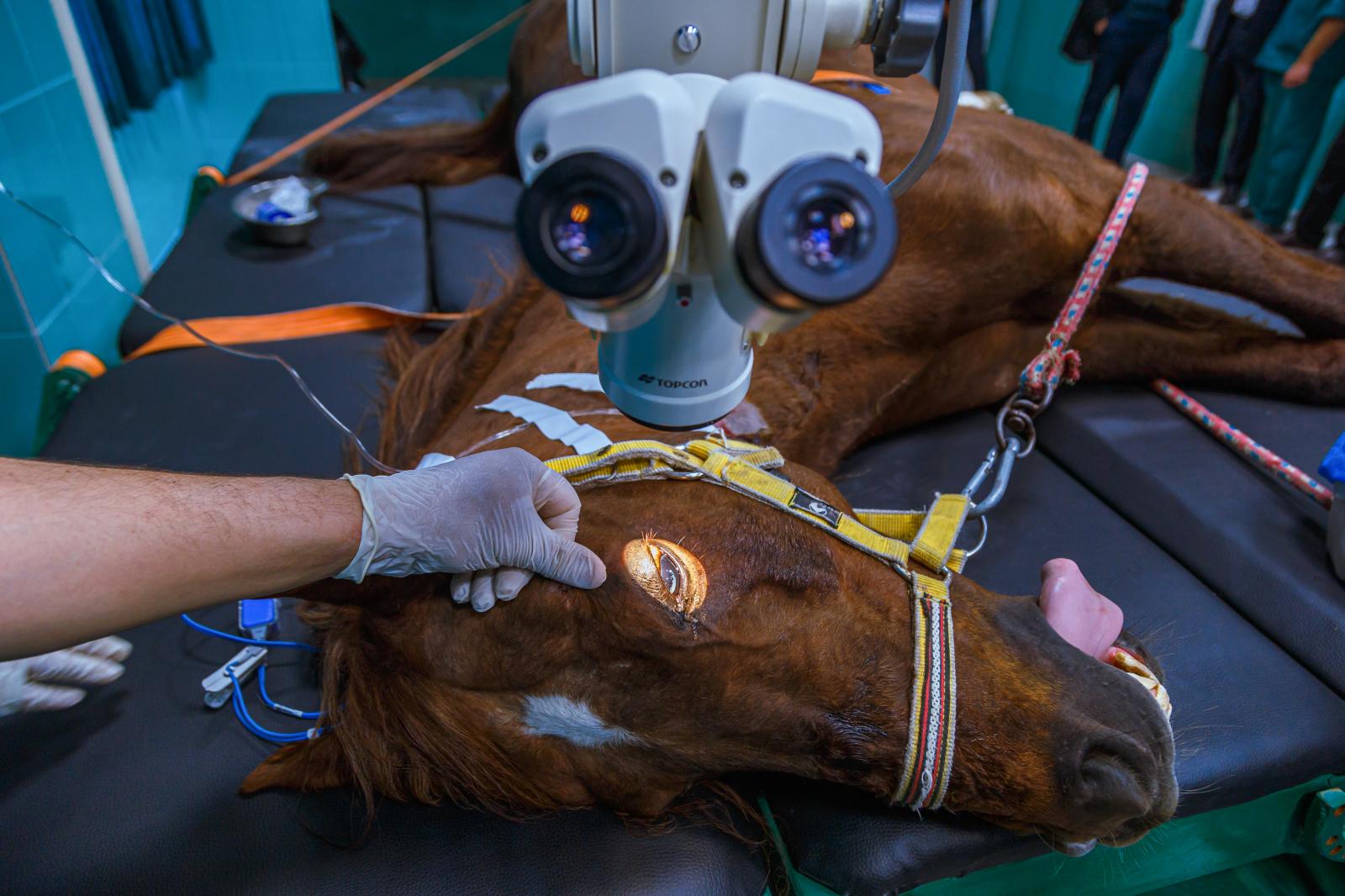  Lemme, the speed horse is read... surgery on his eye to begin . 