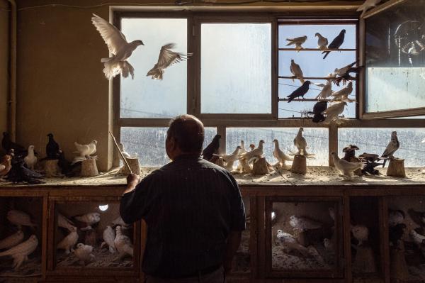 Image from Documentary - Gajili's pigeon seller is playing with his birds....