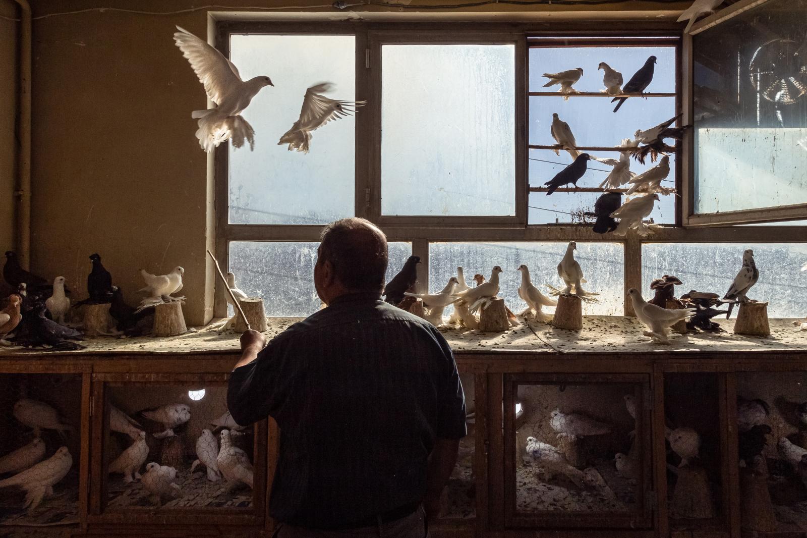 Image from My Planet - Gajili's pigeon seller is playing with his birds....