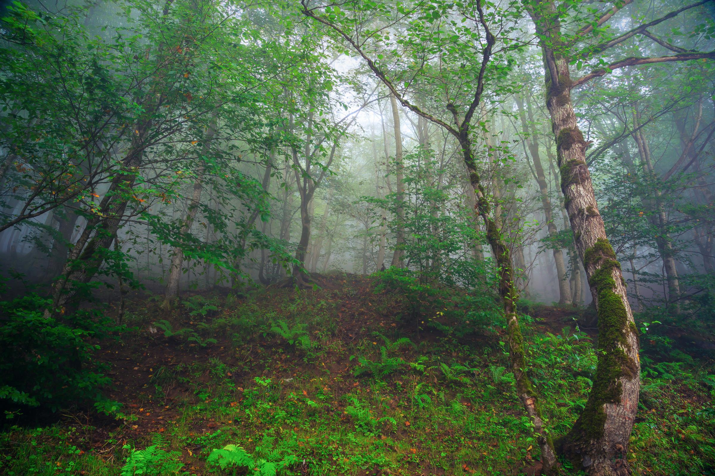 Landscape