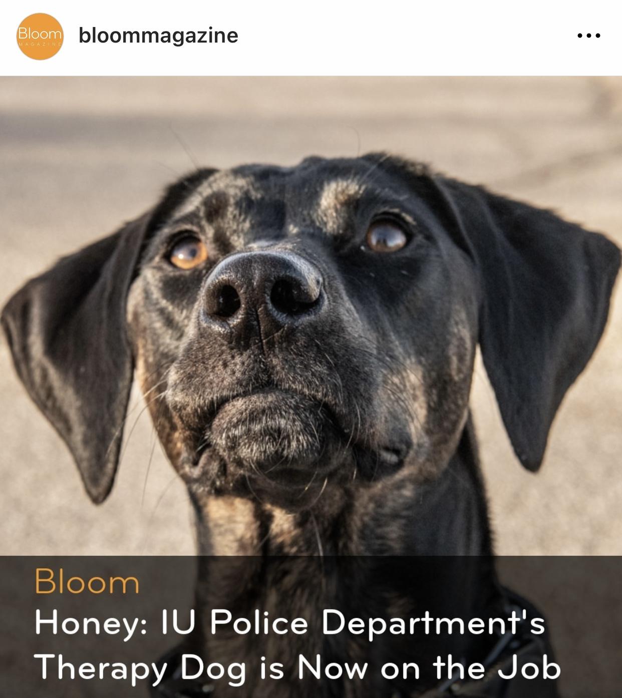 Honey: IU Police Department's Therapy Dog Is Now on the Job
