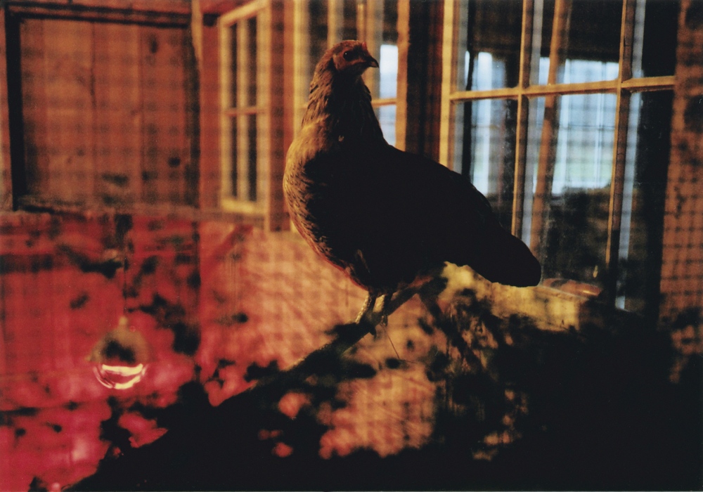 Dad&#39;s chicken,&nbsp;2007