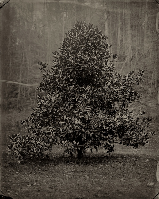 American Folk -  Magnolia Tree, Laurel Creek, West Virginia, 2011 