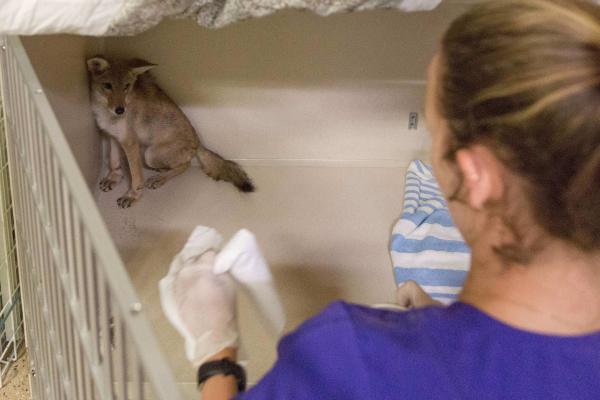 Saving Arizona's Wildlife - A coyote in the holding area gets it's cage cleaned and fresh food and water. The coyote...