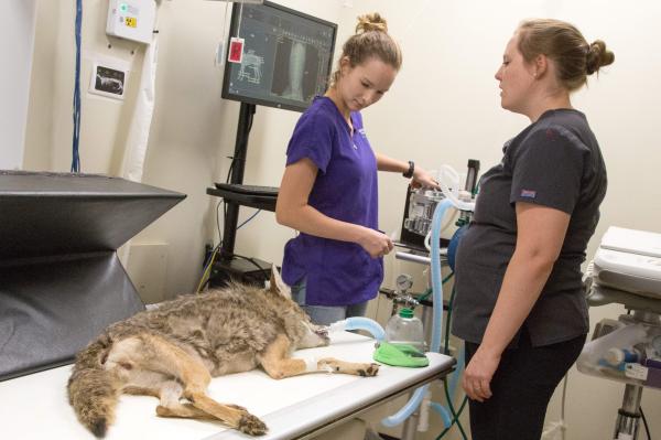 Saving Arizona's Wildlife - In the imaging room Dr.Steinberg and vet tech Kymberly look over the x-rays of a coyote in need...