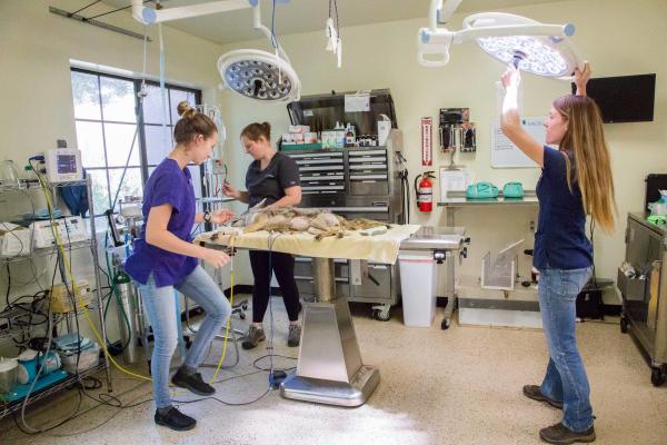 Saving Arizona's Wildlife - In the surgery room a coyote is prepped to receive a rear leg amputation by veterinarian Dr....