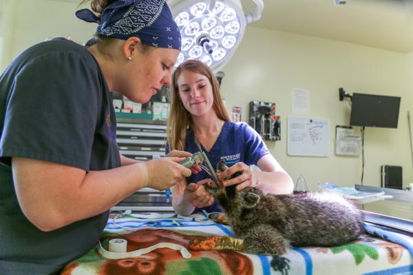 Saving Arizona's Wildlife - In the surgery room Dr. Steinberg and vet tech Kymberly prepare a raccoon for surgery to repair a...