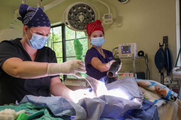 Saving Arizona's Wildlife - In the surgery room a coyote is receiving a rear leg amputation by veterinarian Dr. Marissa...