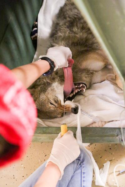 Saving Arizona's Wildlife - After surgery a coyote gets stimulated in order to help it recover faster from the effects of the...