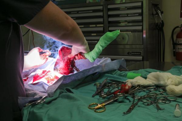 Saving Arizona's Wildlife - In the Surgery Room Dr Marissa Steinberg performs surgery on a Coyote for a rear leg amputation....