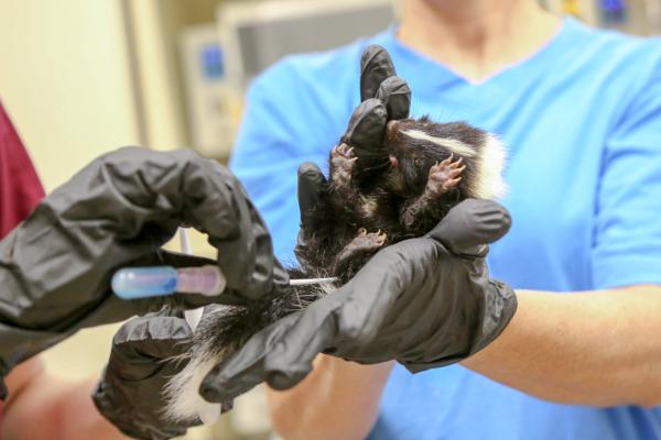 Saving Arizona's Wildlife - Vet techs Janice & Melina take temperatures and fecal samples from a baby skunk in the...