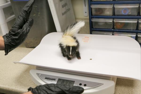 Saving Arizona's Wildlife - A baby skunk recently admitted gets weighed in the neonatal room. Scottsdale 