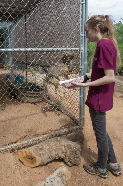 Saving Arizona's Wildlife - Vet tech Melina makes the rounds with food balls filled with medication for various animals at...