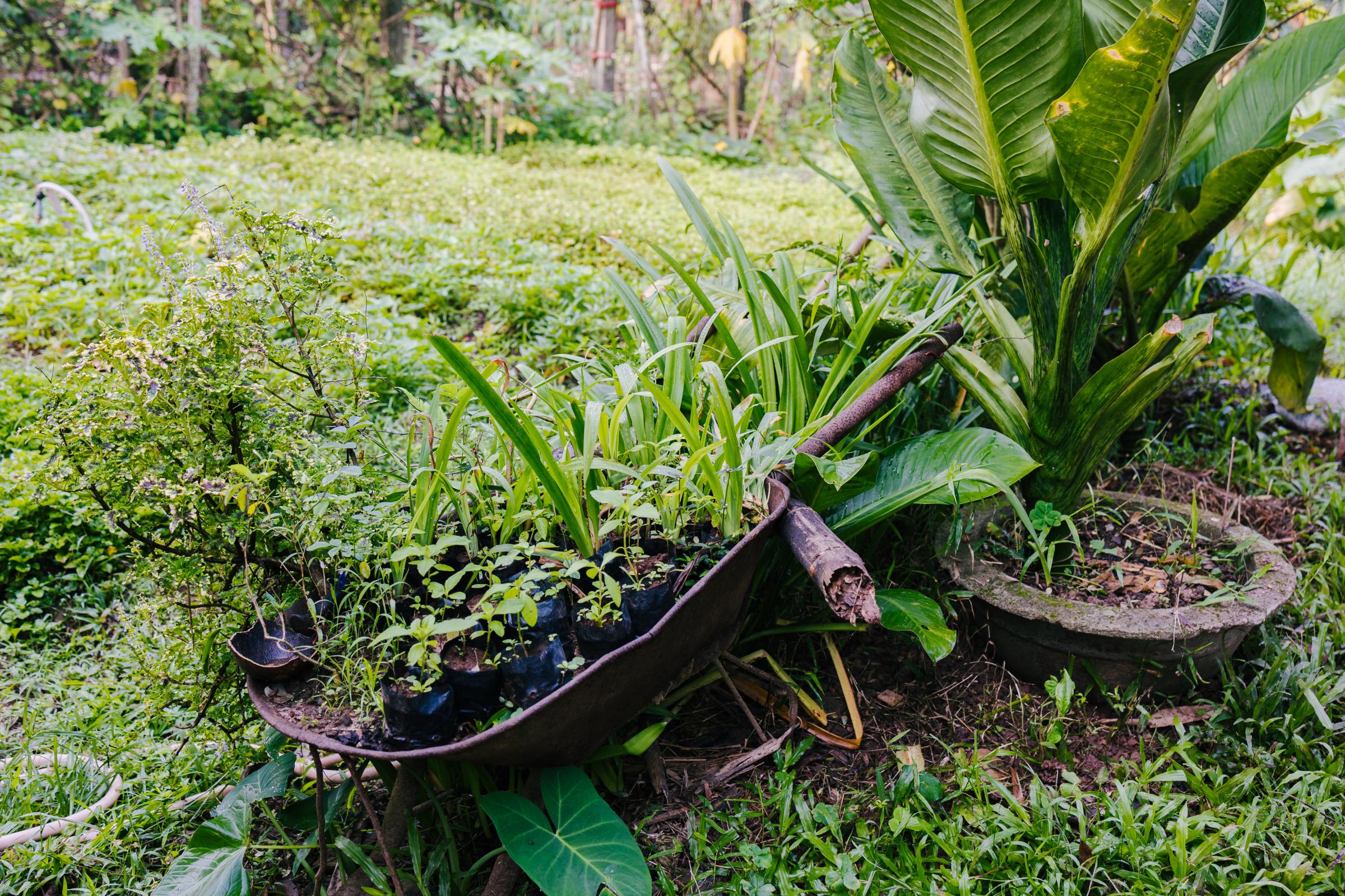 A day in life at Peaceful Bamboo Family - Biodynamic garden is the soul of Tinh Truc Gia. The...