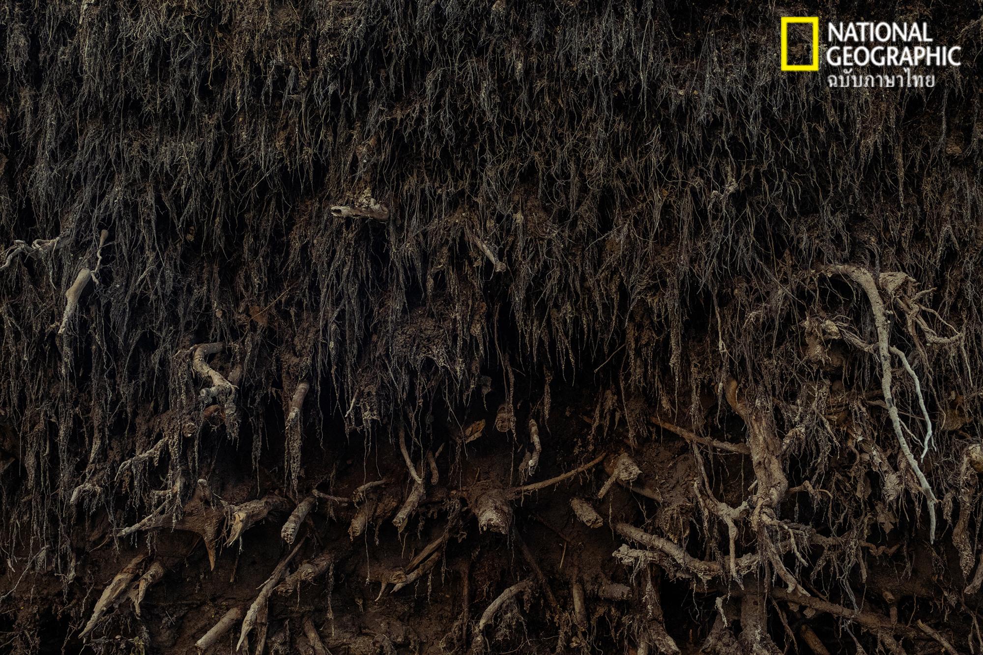 A tree-loving “arborist” in a major city. -   
