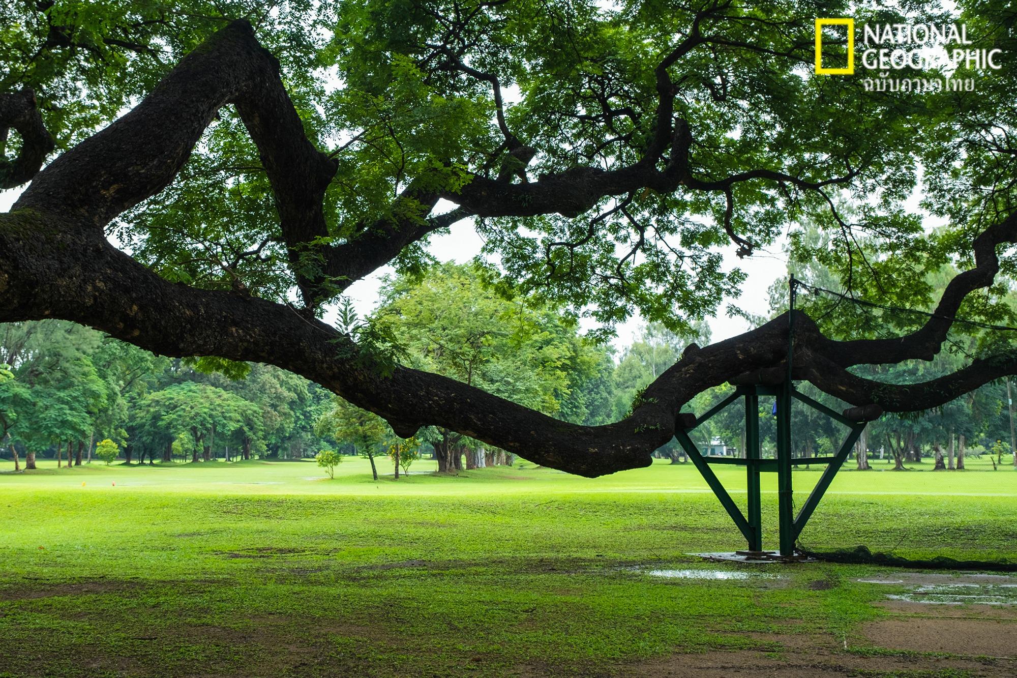 A tree-loving “arborist” in a major city. -   
