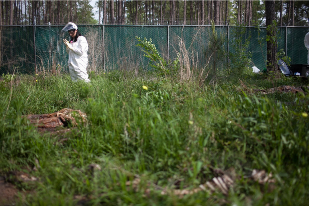 Researching Microbes at a Body Farm for NPR