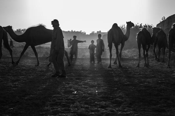 camel herder | Buy this image