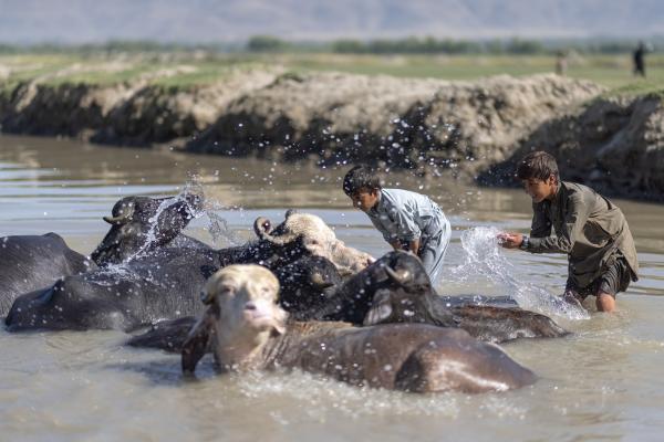 Contrasting Childhoods Joyful Play vs Hardship - A child bathes his buffaloes in the river on a warm summer morning. &nbsp; Jalalabad,...