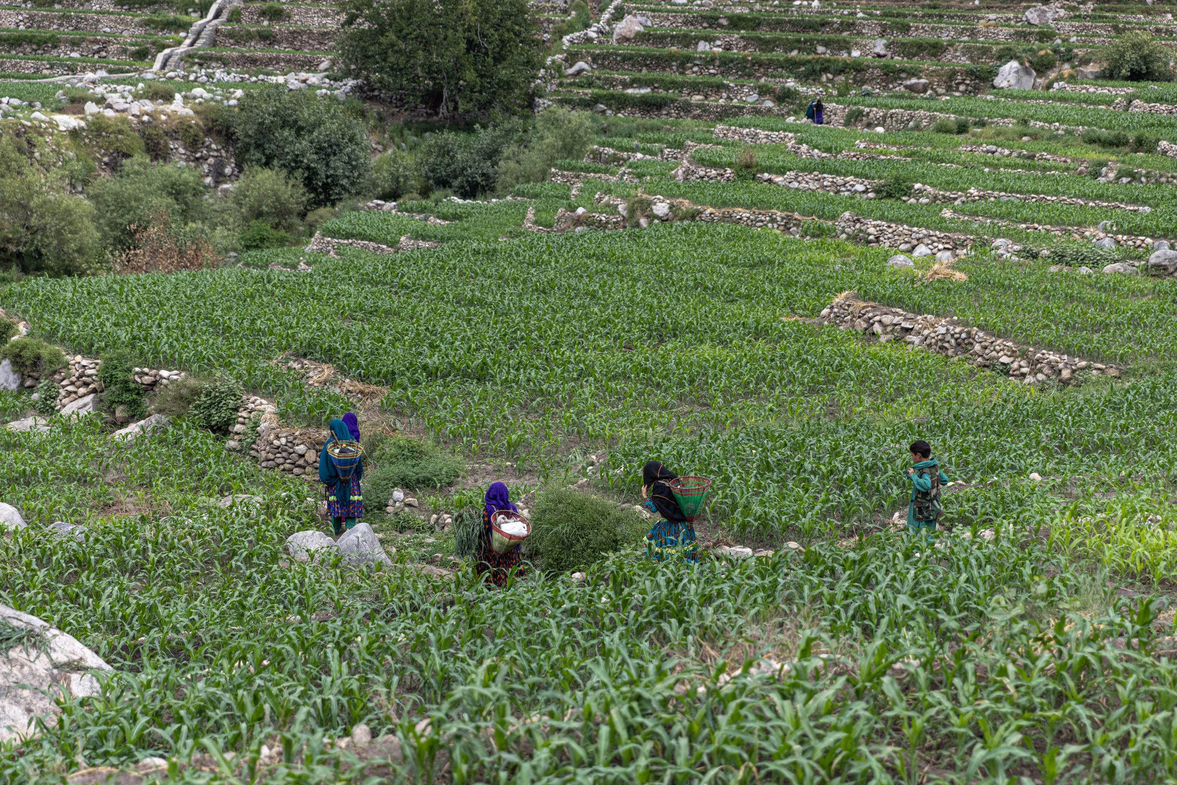 The Water Crisis and Its Consequences in Afghanistan   - 