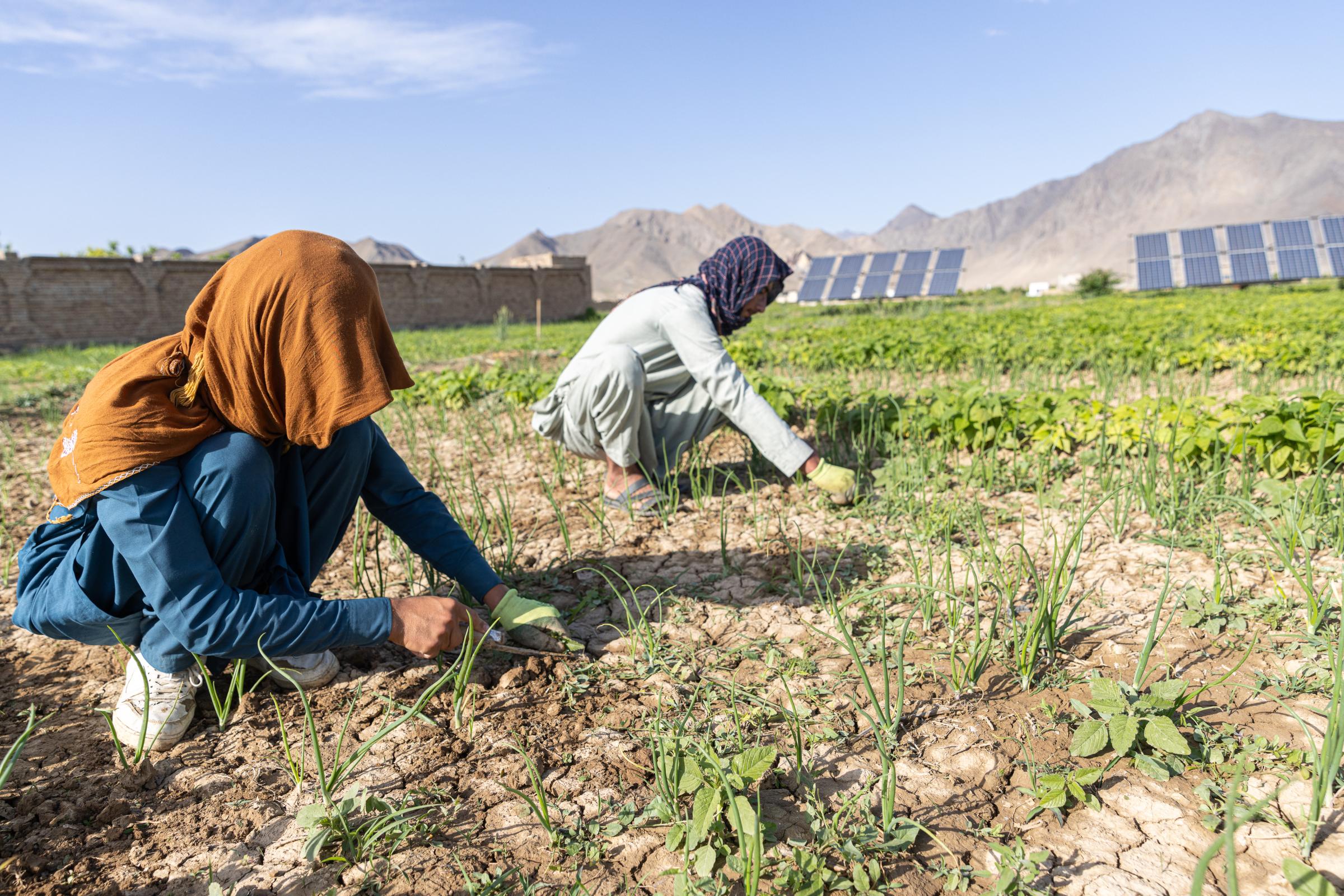 The Water Crisis and Its Consequences in Afghanistan   -   