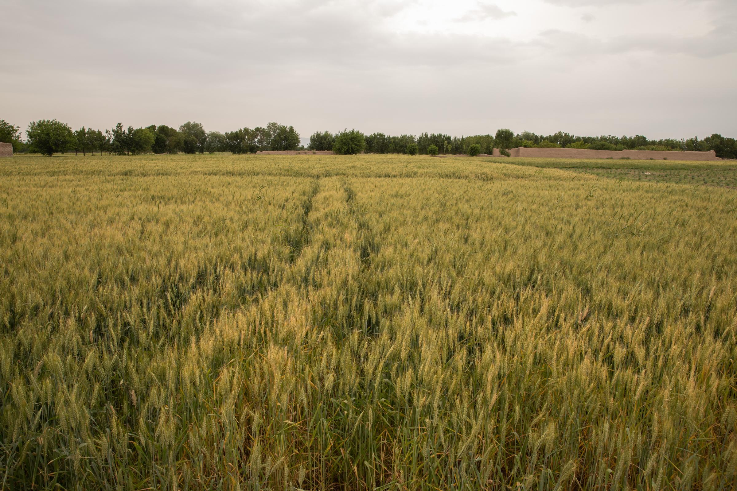 The Water Crisis and Its Consequences in Afghanistan   -   