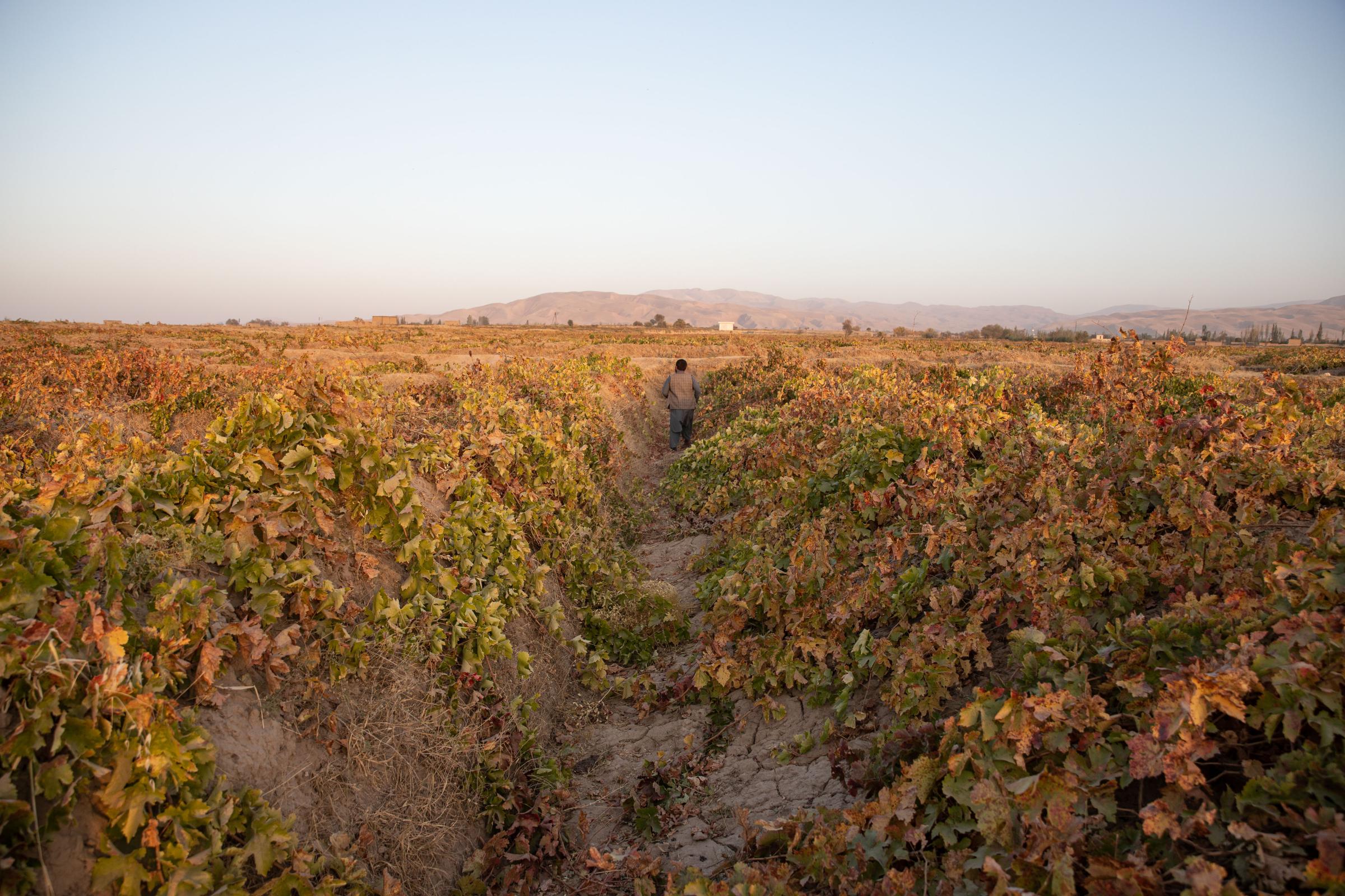 The Water Crisis and Its Consequences in Afghanistan   -   