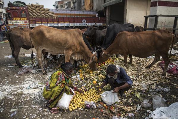 News Coverage - People browse through discarded vegetables next to cows...