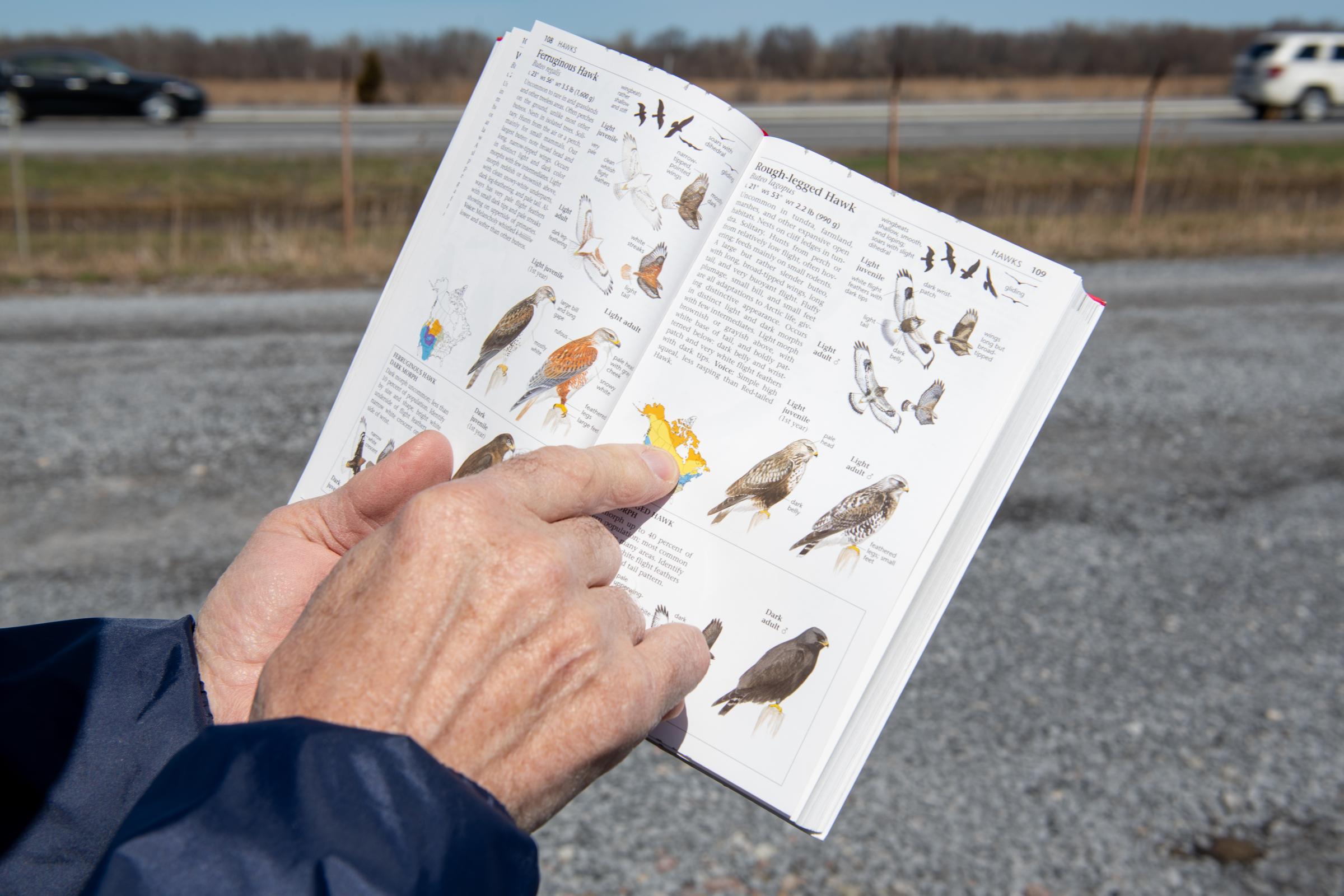 Preserving a Slice of Wilderness -  Saracino uses a field guide for birds to show visitors that they are watching a rough-legged...