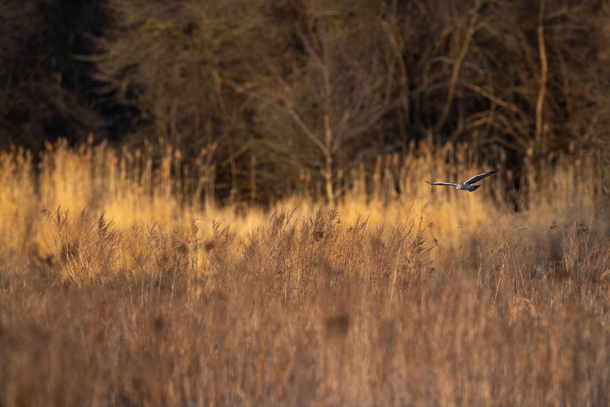 Preserving a Slice of Wilderness -  A male northern harrier glides over a grassland on the refuge as it searches for its next meal....