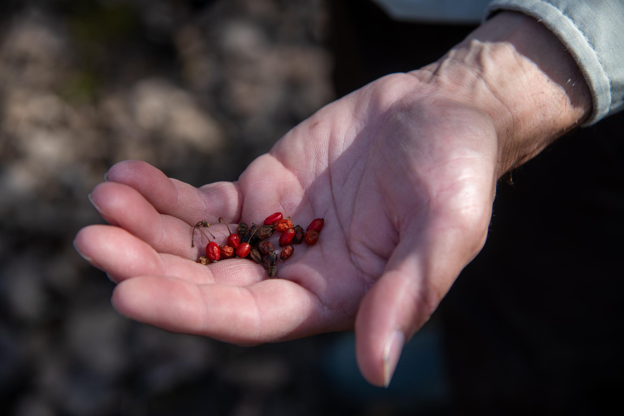 Preserving a Slice of Wilderness -  Vermeulen holds berries he picked from a Japanese barberry plant found on the refuge. The...