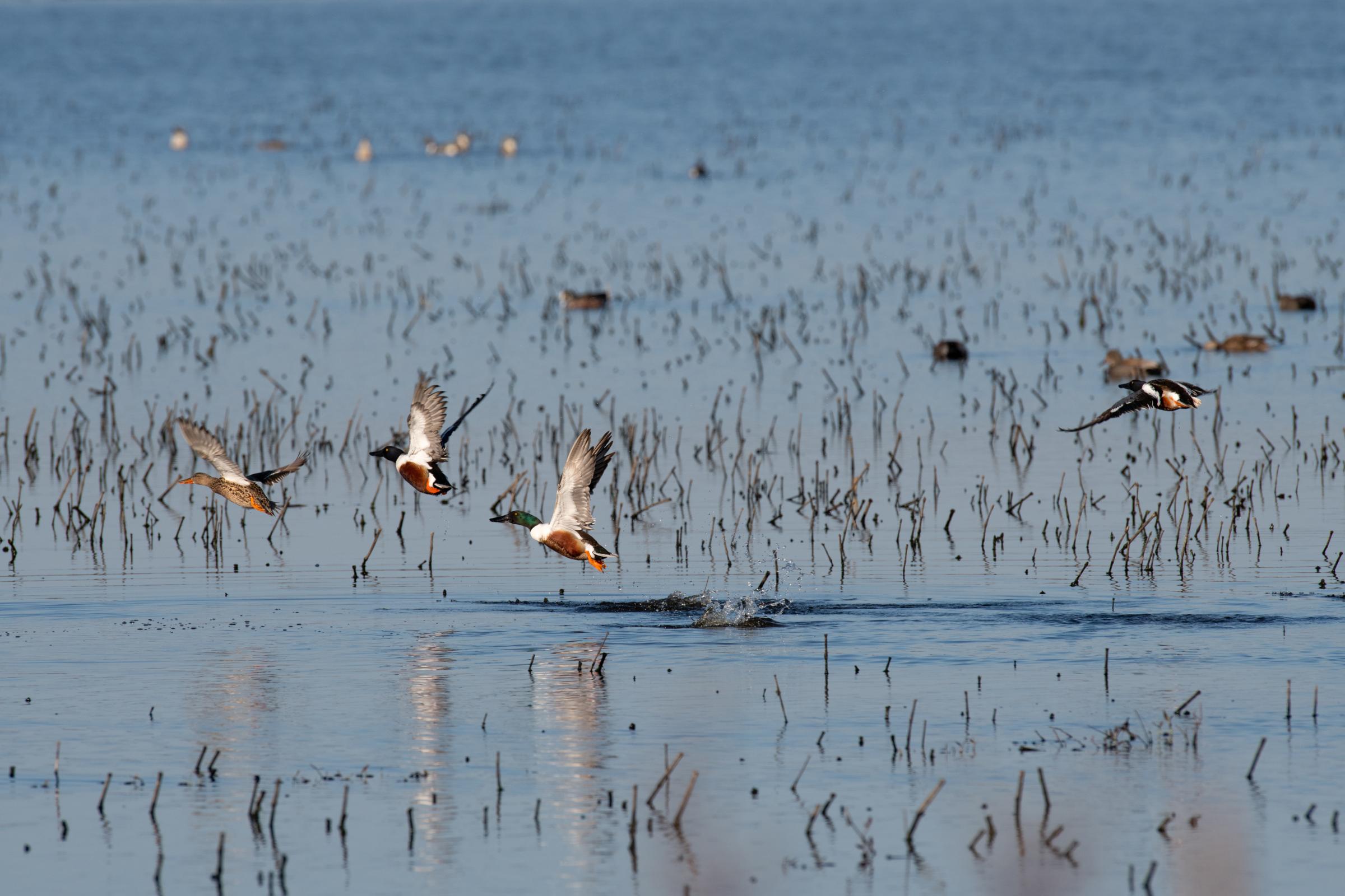 Preserving a Slice of Wilderness -  Northern shovelers flee after spotting an Osprey flying above them. These birds are one of many...