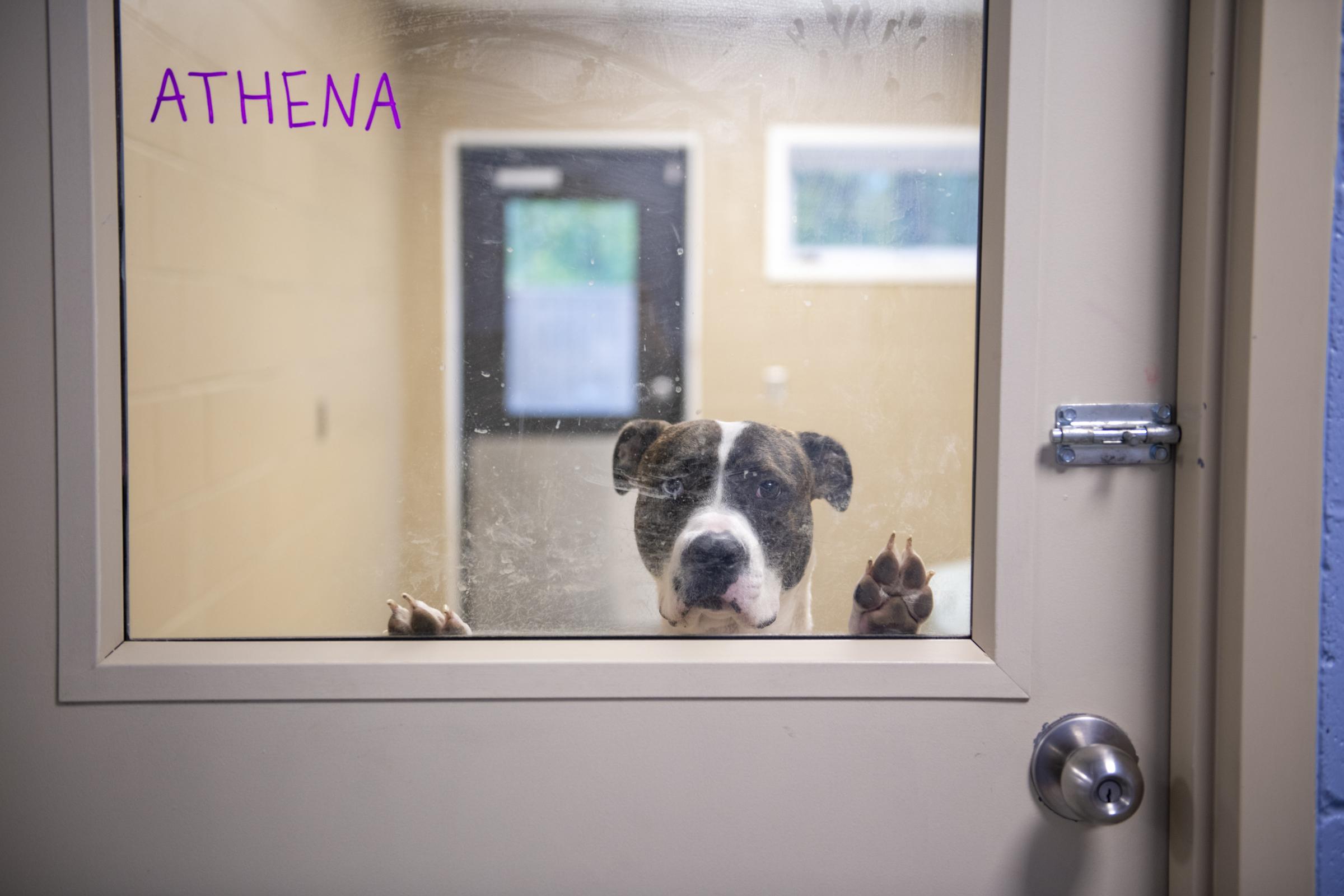 Giving in a Time of Need - Athena the dog looks out of the window of her enclosure...