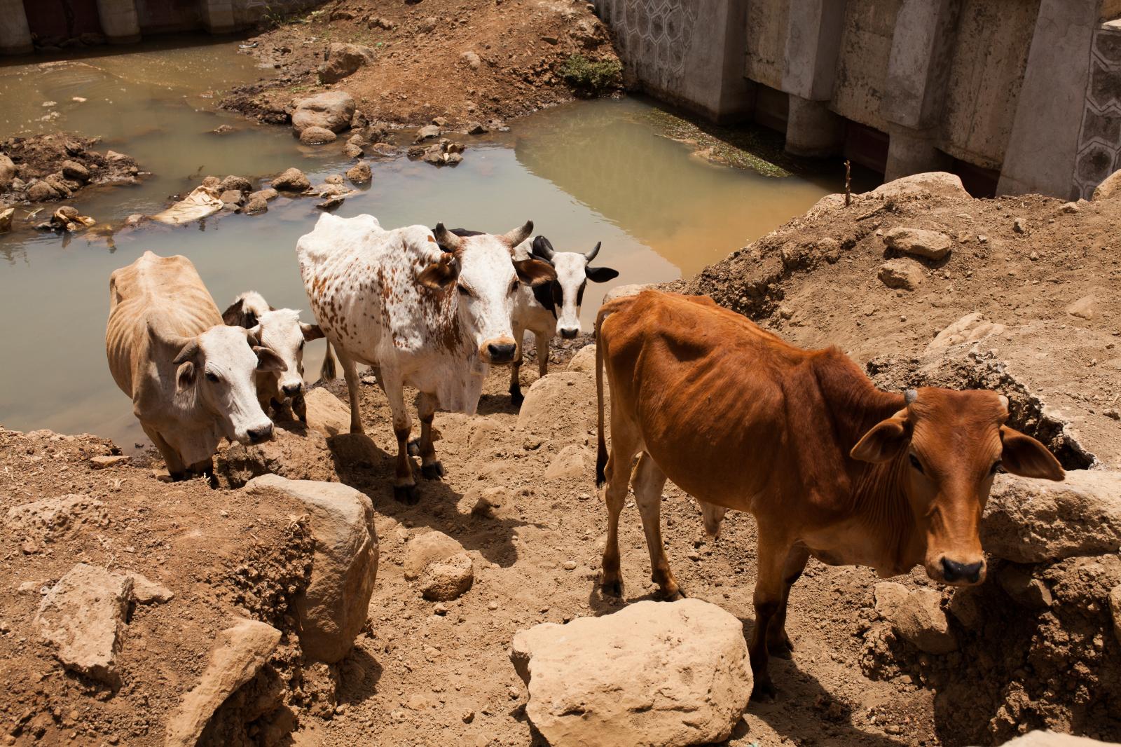 cows at the waterhole