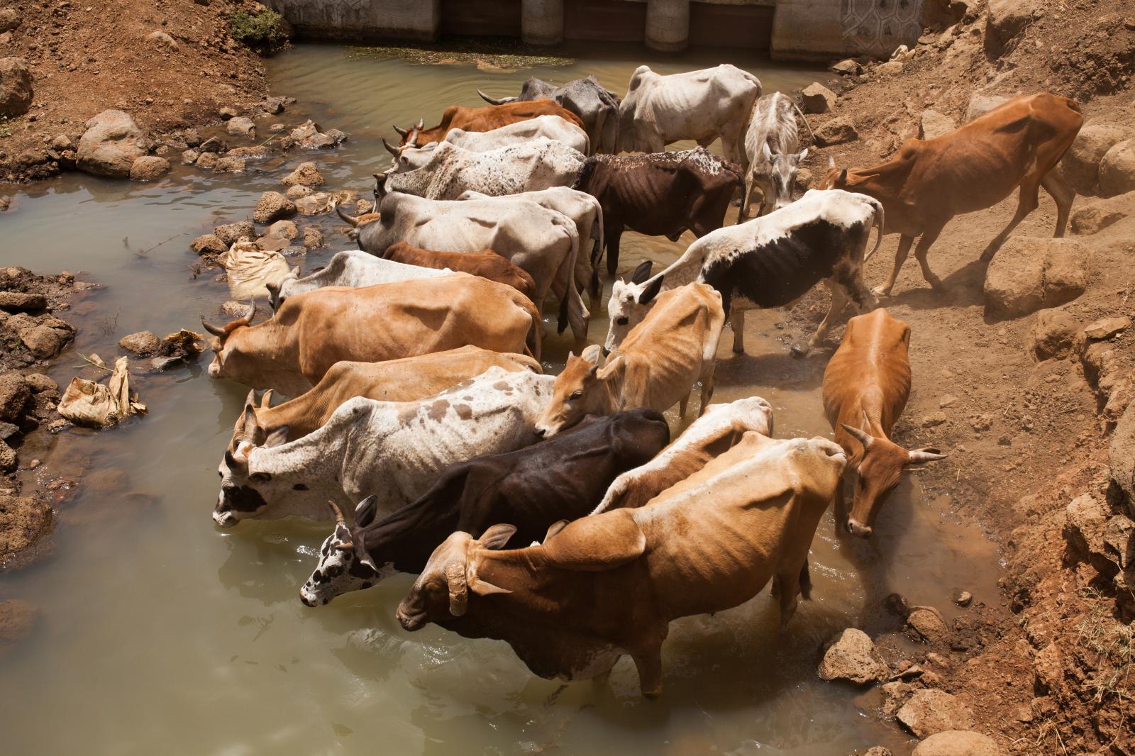 cows at the waterhole