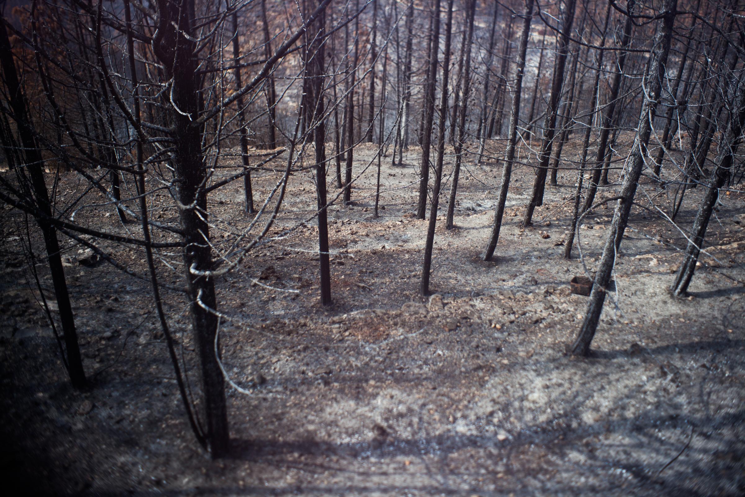 Ecological catastrophe - burned Sataf forest. - &nbsp;This white on the ground around the burned trees is not a snow, but still warm ashes.
