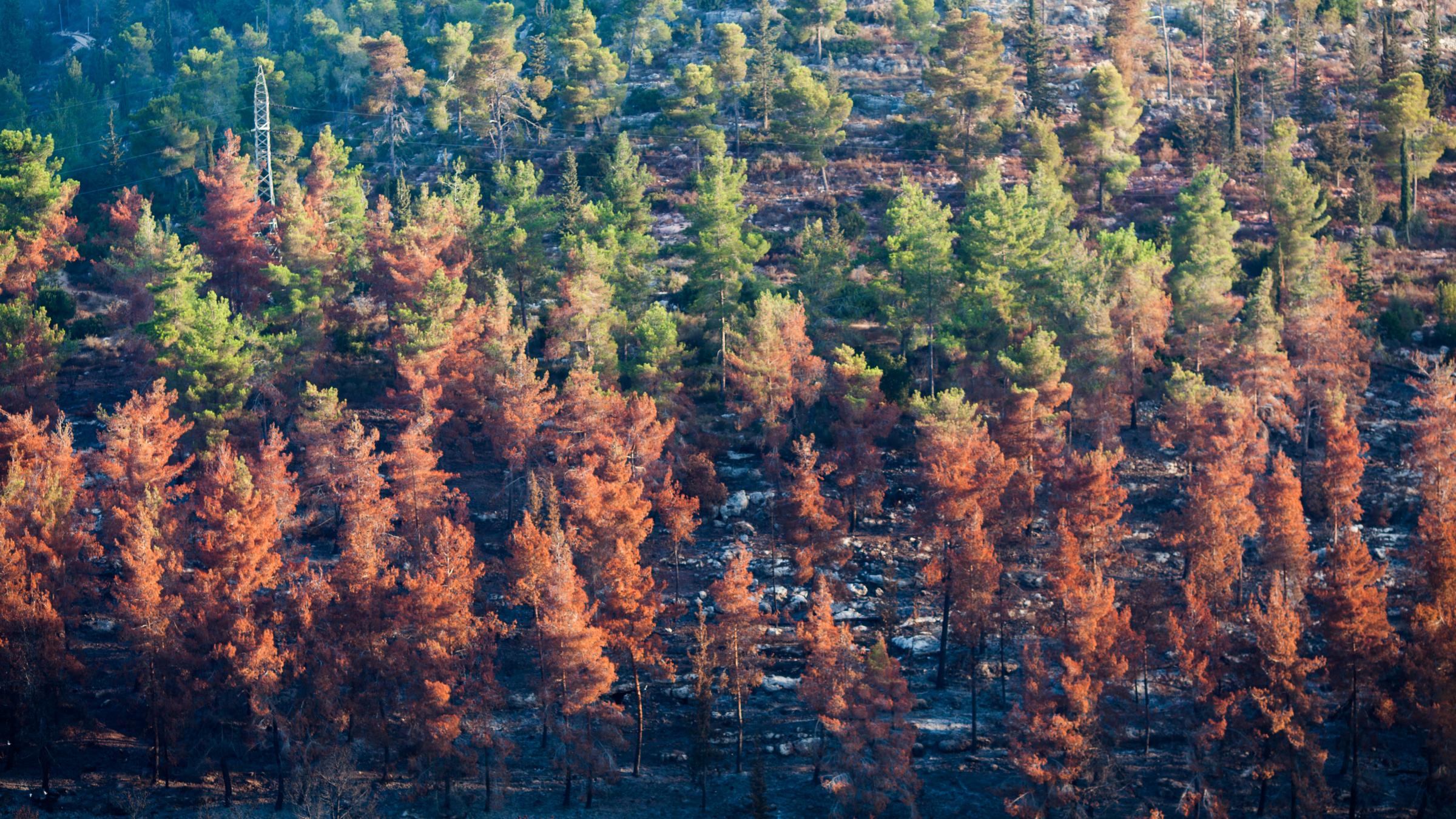 Ecological catastrophe - burned Sataf forest. - The mix of the stayed green and the burned in fire trees of the Jerusalem mountains.