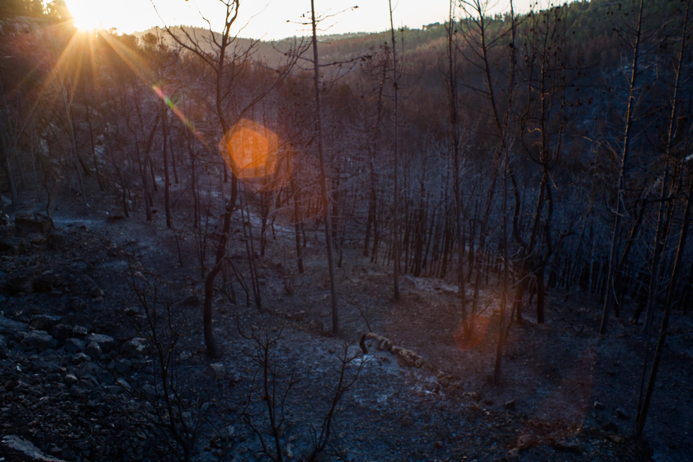 Ecological catastrophe - burned Sataf forest. - Just one week before this visit the place was green, happy, and full of the natural energy of the...