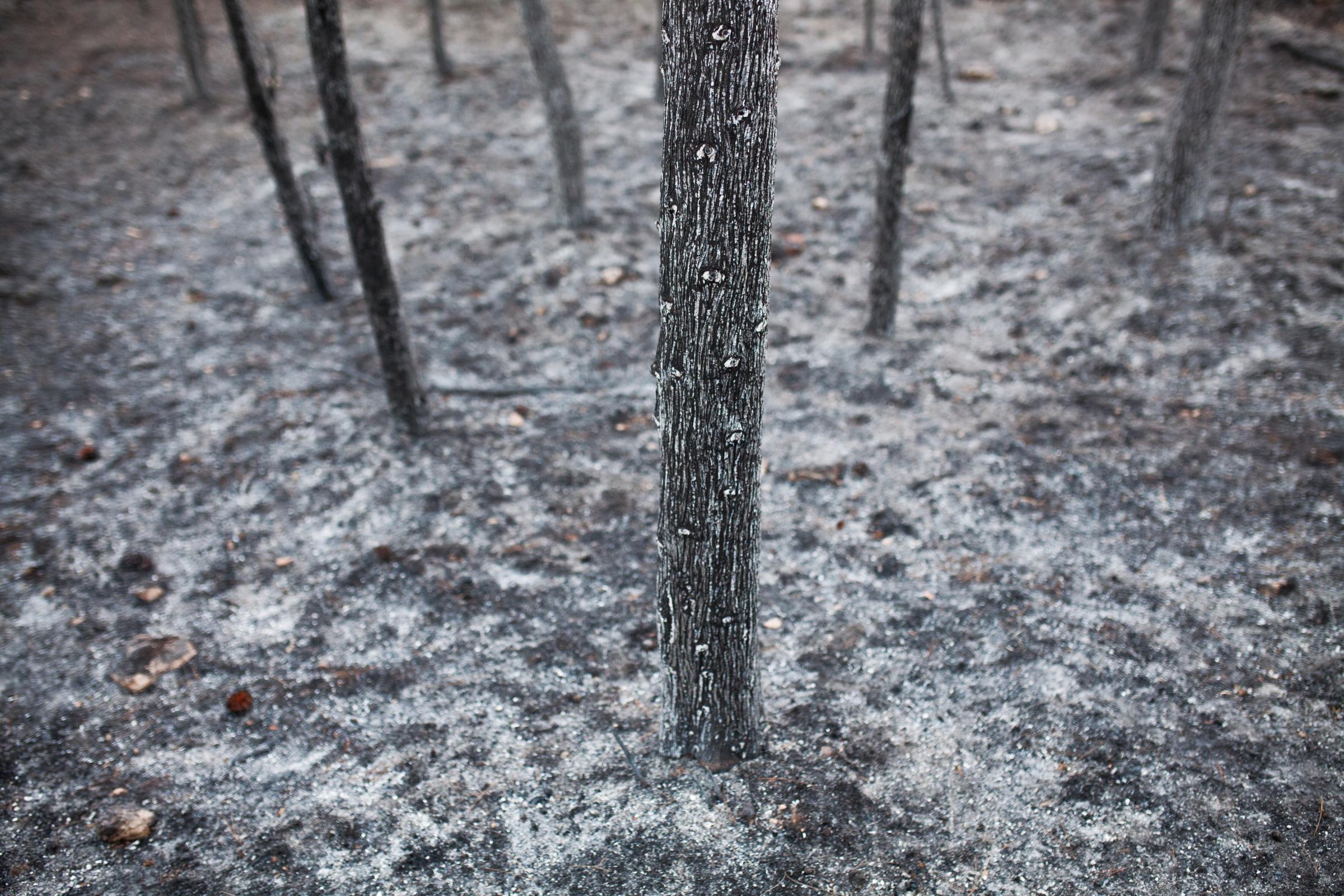 Ecological catastrophe - burned Sataf forest. - This white on the ground around the burned trees is not a snow, but still warm ashes.