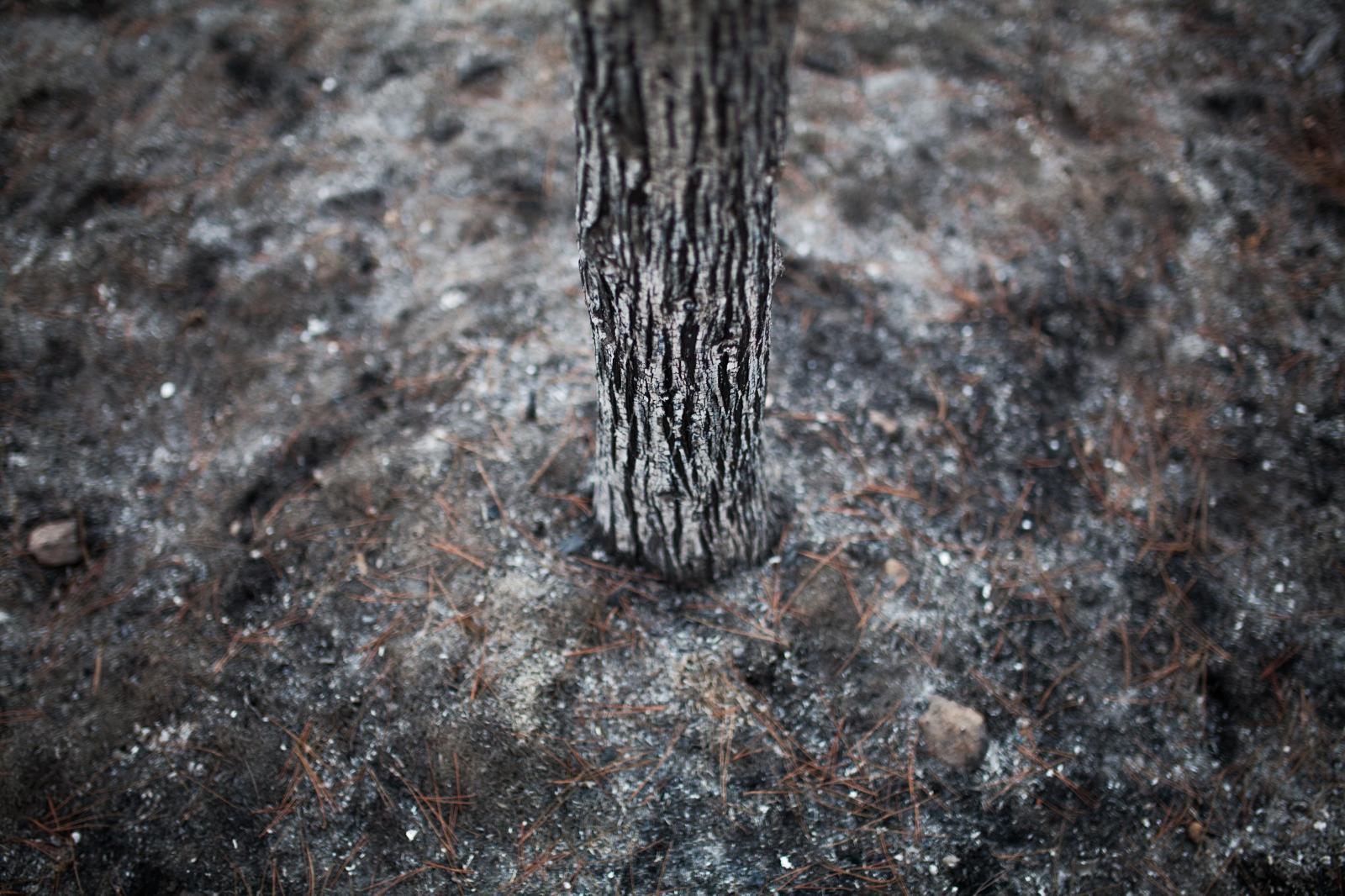 Ecological catastrophe - burned Sataf forest. | Buy this image