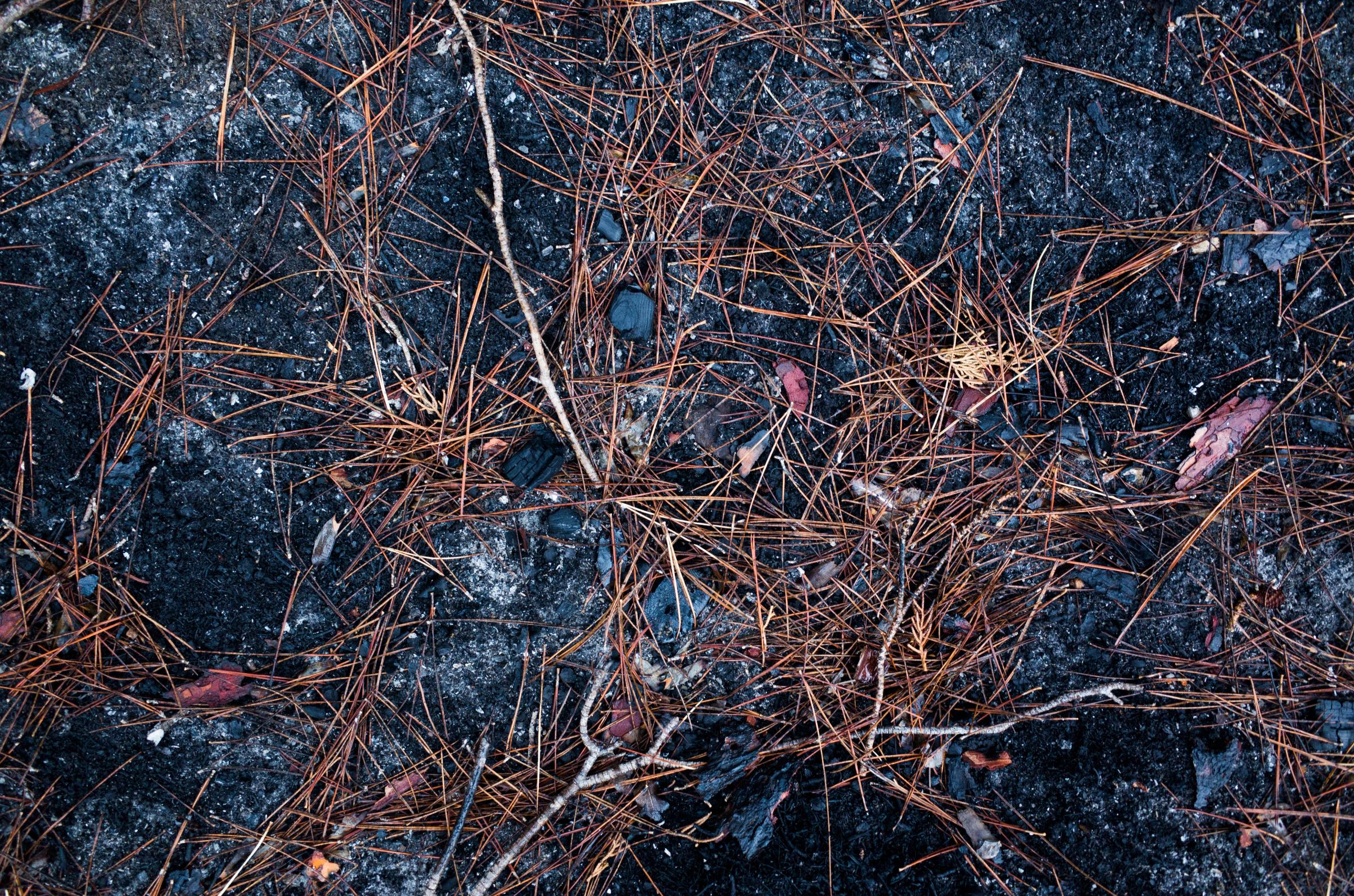 Ecological catastrophe - burned Sataf forest. - The burnt stones