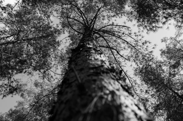 Tree from the bottom | Buy this image
