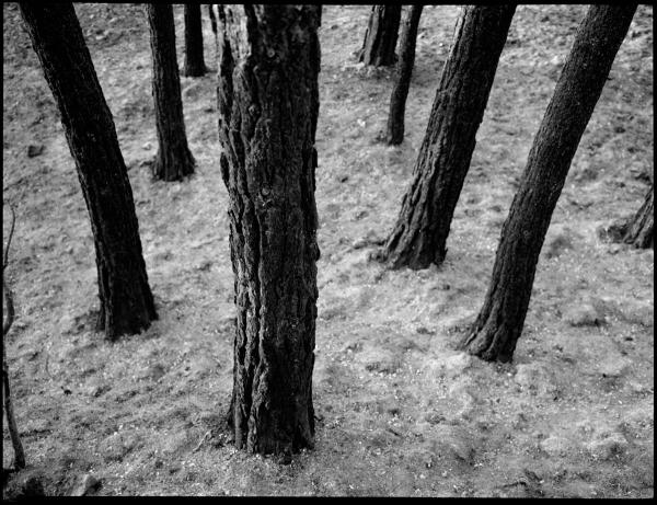 Black and sad Burned Sataf forest photographed on 120 BW film.