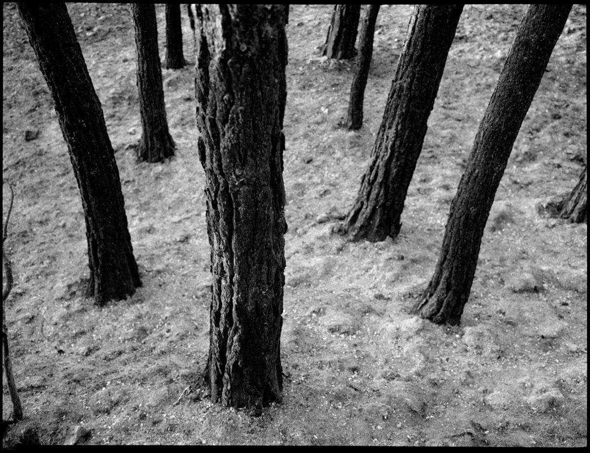 Black and sad Burned Sataf forest photographed on 120 BW film.