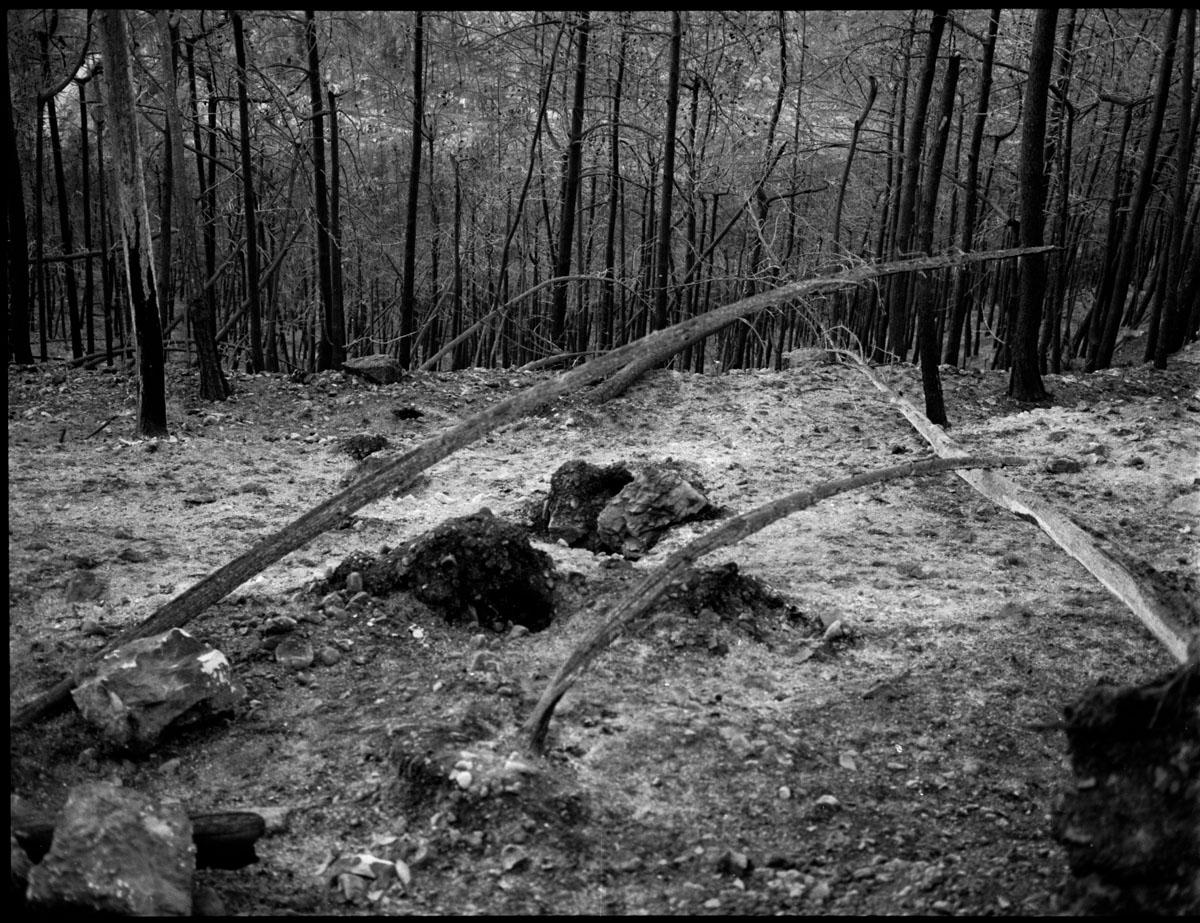 Black and sad Burned Sataf forest photographed on 120 BW film. - 