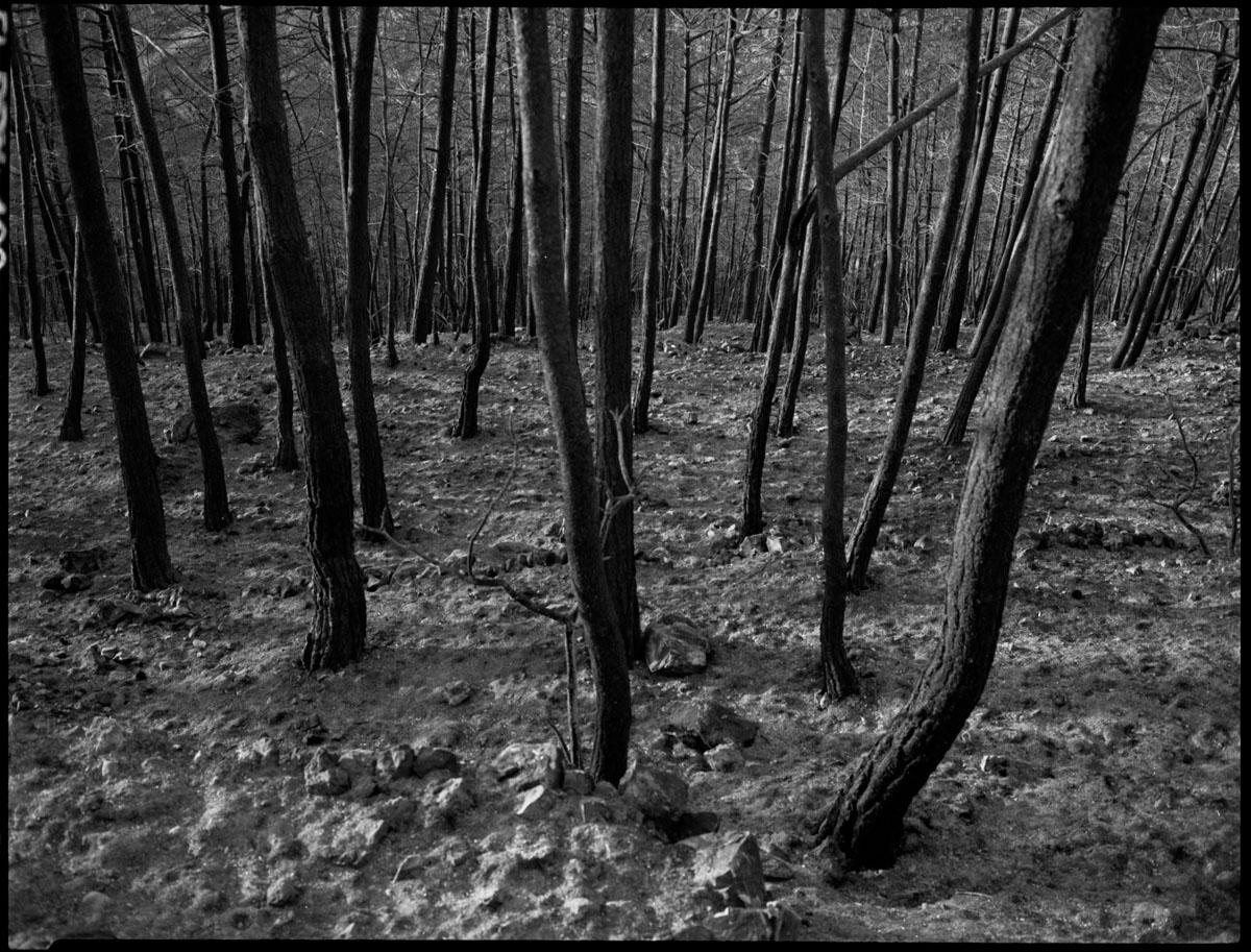 Black and sad Burned Sataf forest photographed on 120 BW film. - 